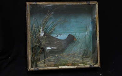 Very unusual 1930s replica bird Diorama - with Moorhen - glazed at front - - - 36×12×38 cm