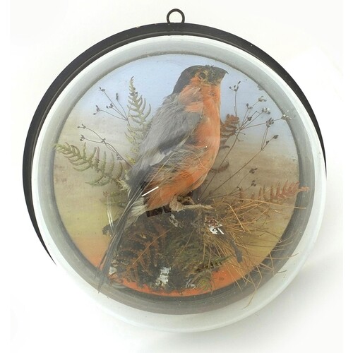 Victorian taxidermy bullfinch housed in a glass dome, George...