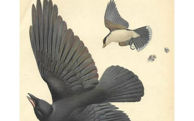 Vintage 1950 Menaboni Bird Print, Eastern Crow &