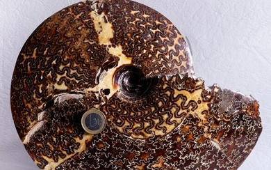 fast swimming carnivore - rare ammonite - impressive all around - polished fossil - Placenticeras meeki - 26×21.5×6.7 cm