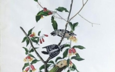 Audubon Aquatint Downy Woodpecker