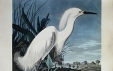 Audubon Aquatint Engraving, Snowy Heron, Plate 242