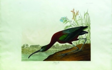 Audubon Bird Engraving, Glossy Ibis