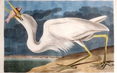 Audubon Engraving, Great White Heron