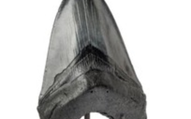Dent de Carcharodon Megalodon de très grande taille en parfait état