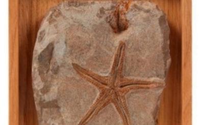 Etoile de mer fossile, Ordovicien, Maroc -...