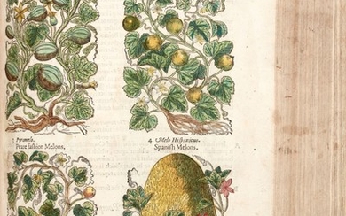 Gerard | The Herball or Generall Historie of Plantes, 1597