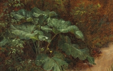 I. C. Dahl: A broad-leaved dock (skræppeplante) in the forest floor. Signed Dahl and dated D. 5 Junÿ 1830. Oil on cardboard. 31 x 35 cm.