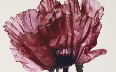 IRVING PENN (1917-2009), Lavender Glory Poppy, New York, 1968