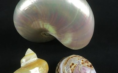 Nautilus Shell and 2 Hand Carved Shells