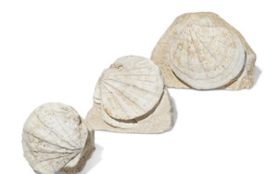 THREE FOSSIL SCALLOPS, SOUTHERN FRANCE