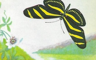 1920's Zebra Butterfly Color Lithograph Print