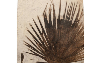 Fossil Palm Frond