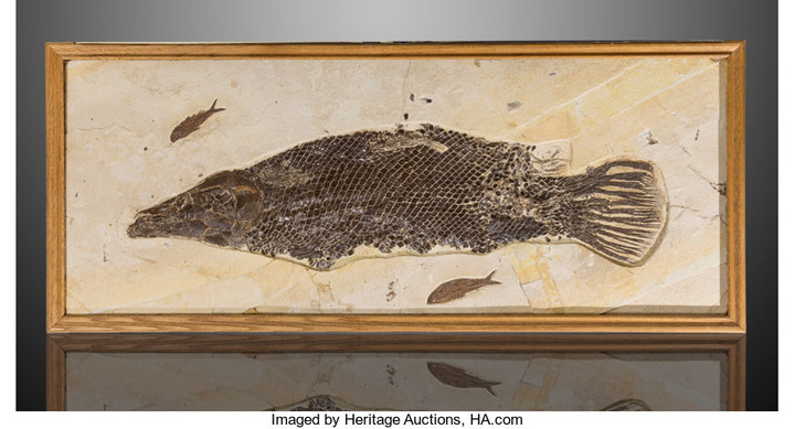 21312: Fossil Gar Fish Lepisosteus simplex Eocene Green