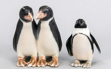 A pair of royal penguins