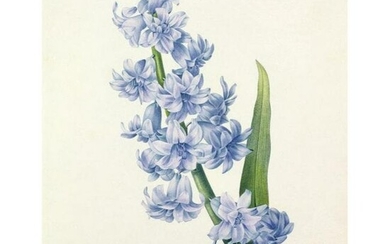 After Pierre-Jospeh Redoute, Floral Print, #66 Hacinthe