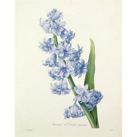 After Pierre-Jospeh Redoute, Floral Print, #66 Hacinthe