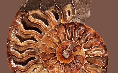 Ammonite fossil - extremely rare. Diamond polishing on both sides.