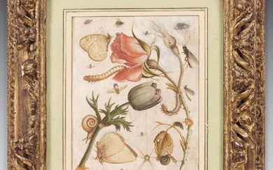 Attribué à Joris HOEFNAGEL (1542-1600)