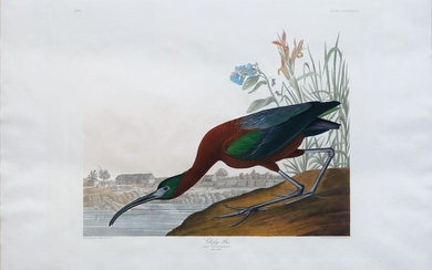Audubon Aquatint, Glossy Ibis