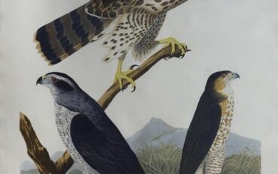 Audubon Aquatint, Goshawk & Stanley Hawk