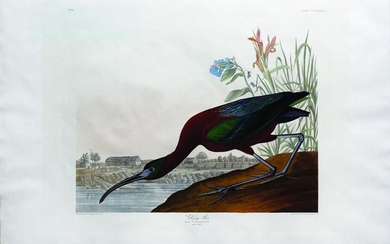 Audubon, Glossy Ibis, Plate 387
