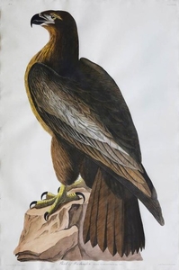 Audubon Havell Aquatint, Bird of Washinton