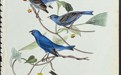 Audubon - Indigo Bunting. 170