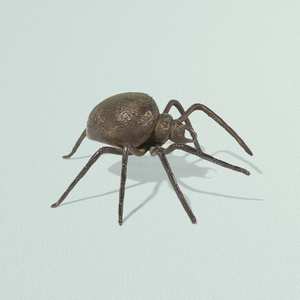 Austrian, spider