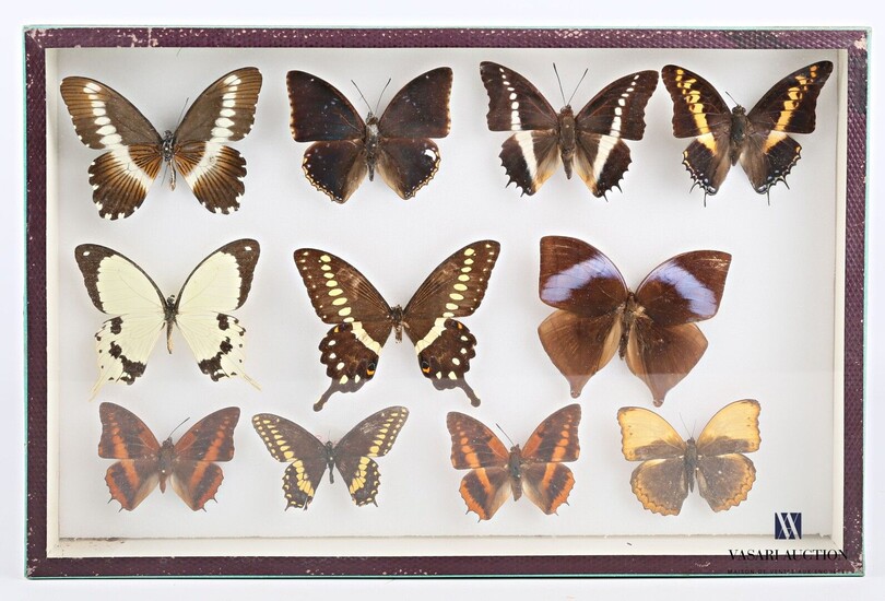 Boite entomologique contenant onze lépidoptères... - Lot 12 - Vasari Auction