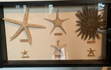 Glass box containing six starfish.
