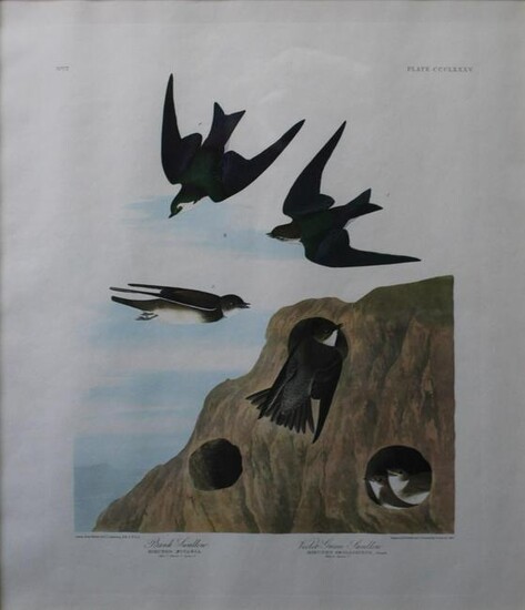John James Audubon(After) - Bank Swallow / Violet Green