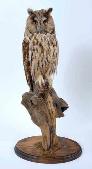 Long Eared Owl Perched on dry tree stump on oval oak base