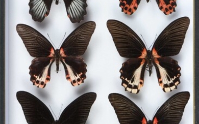 Papilio rumanzovia 5 mâles + 3 femelles