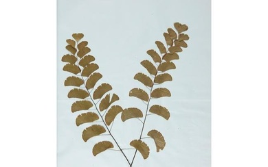 South American botanical album Including several ferns