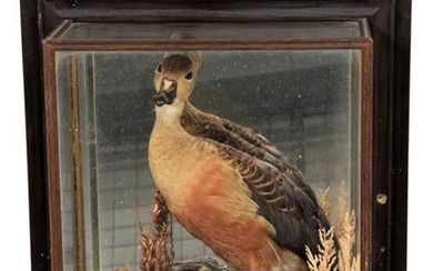 Taxidermy: A Cased Australian Whistling Duck and Widgeon, circa late...