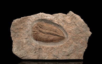 Trilobite Fossil Bavarilla sp. Ordovician Morocco This relatively massive...