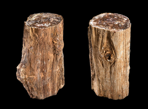 Two Petrified Wood Stumps