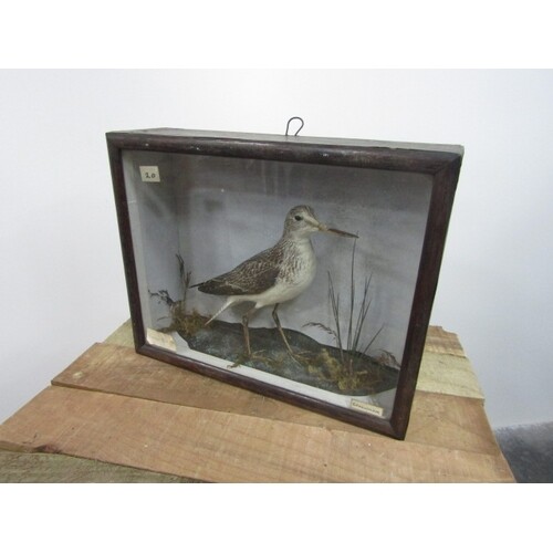 Victorian taxidermy Greenshank bird in case 31cm x39cm x 12c...