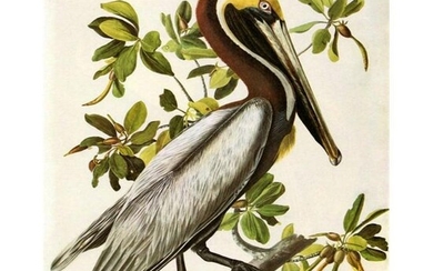 c1946 Audubon Print, #251 Brown Pelican