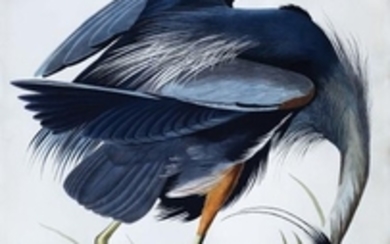 Audubon Aquatint Engraving, Great Blue Heron, Plate 211