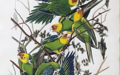 Audubon Engraving, Carolina Parrot