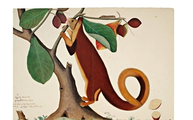 A Malabar Giant Squirrel (Ratufa Indica) in an Almond Tree, from the Impey Album, signed by Shaykh Zayn al-Din, Company School, Calcutta, dated 1778