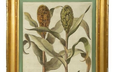 A Set of Six Hand-Colored Botanical Engravings After