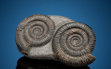Ammonite Fossil Pair Dactylioceras tenuicostatum Lower Jurassic Lias Epsilon...