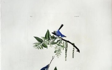 Audubon Aquatint, Blue-Grey Flycatcher