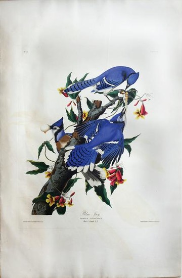 Audubon Aquatint Blue Jay
