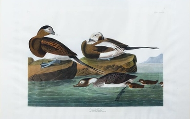 Audubon Aquatint, Long-Tailed Duck