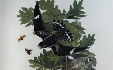 Audubon Aquatint, Nighthawk