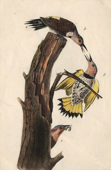 Audubon engraving – 1st Royal Octavo ed. c1844